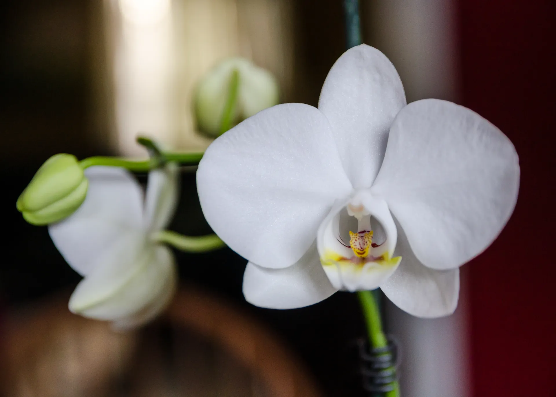 une image d'orchidée