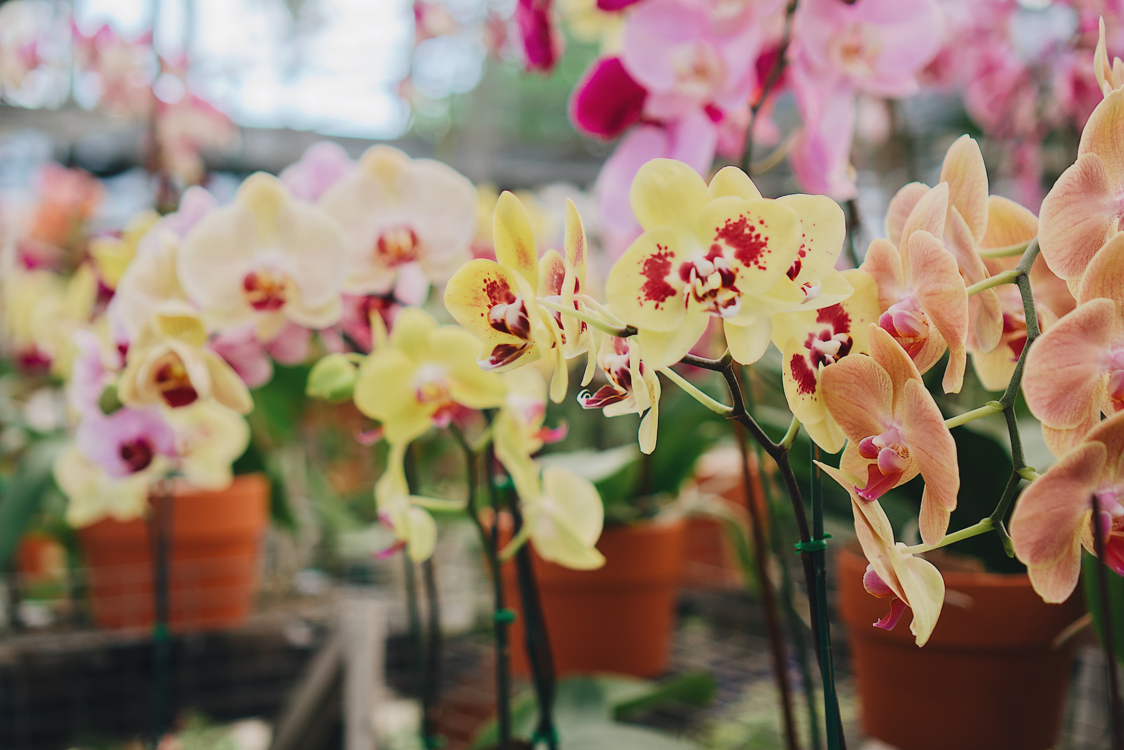 Orchidée en pot