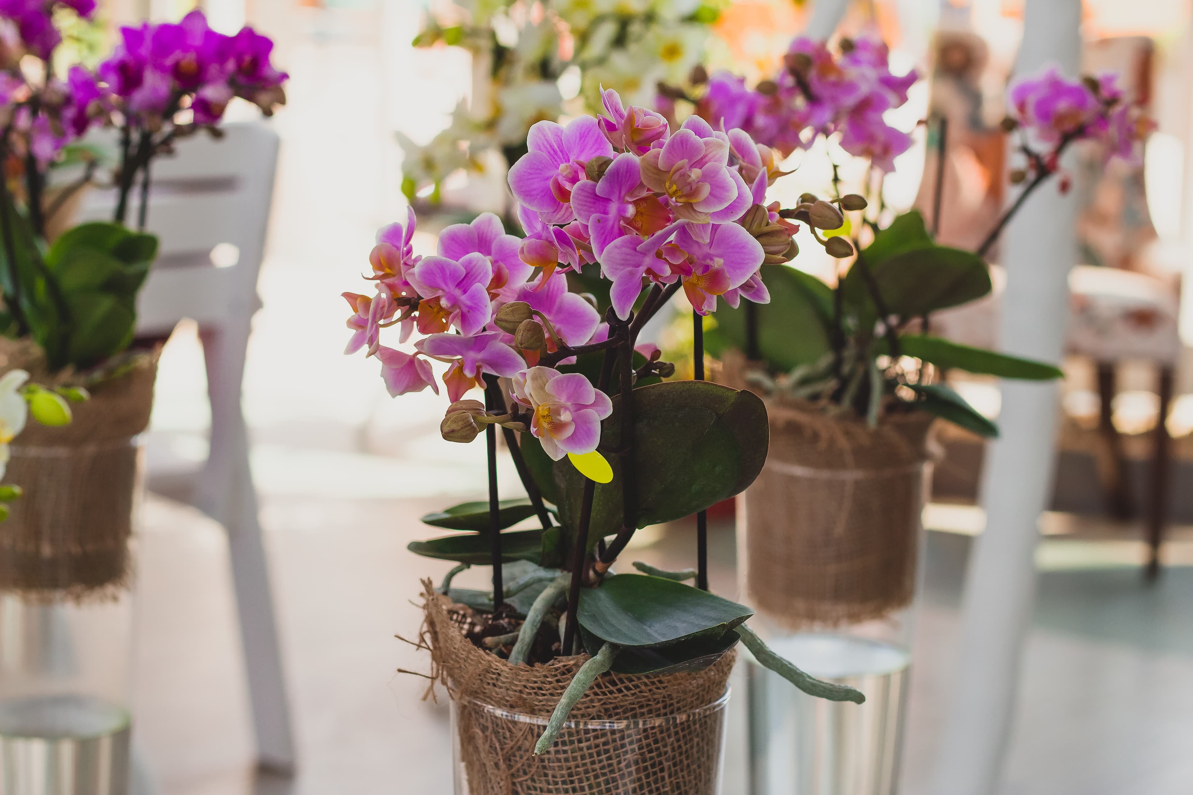 Orchidée en pot
